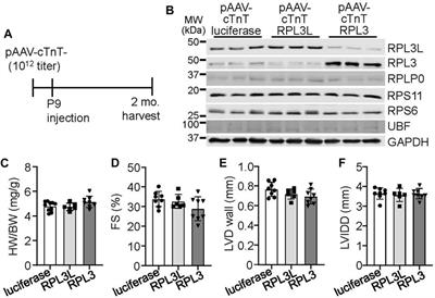 Rpl3l gene deletion in mice reduces heart weight over time